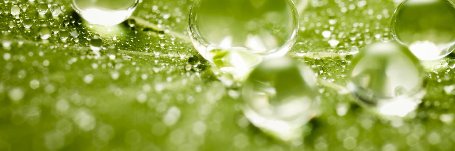 HQ_IMG_Water_Drops_On_Green_Leaf.jpg